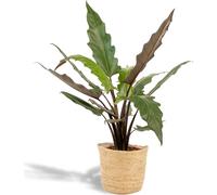 Alocasia Lauterbachiana - Feuille de flèche - Plante d'intérieur - Ø19 cm - ↕80 cm - Avec panier Selin - Oreille d'éléphant - Purifiant l'air - Facile d'entretien