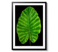 Alocasia Odora Leaf Print, affiche photographique moderne nature morte, art mural, plante verte, décoration d'intérieur, cadeau, archivage mat, A1 (encadré) - 84,1 x 59,4 cm