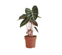 Alocasia Pink Dragon - Oreille d'éléphant - Plante d'intérieur - H. 50-70 cm - P. 17 cm