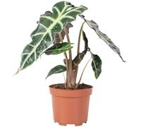 Alocasia Polly Feuille de flèche pour plantes d'intérieur Hauteur env. 25 cm Diamètre du pot 12 cm