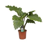 Alocasia Portodora ca. 90 cm - Plante d'intérieur exotique, oreille d'éléphant, grande plante verte pour la maison