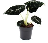 Alocasia reginula Black Velvet - Arum Tropical - Alocasia - Feuille Flèche - Pot 11cm