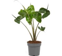 Alocasia Stingray 50-60 cm - Feuille de flèche - Oreille d'éléphant - Plante d'intérieur - Plante verte