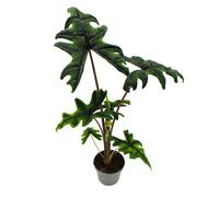 Alocasia tandurusa "Jacklyn" - Racine tropicale - Alocasia - Feuille de flèche - Pot de 12cm