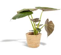 Alocasia Wentii - Plante d'intérieur stylée en pot de Ø19cm et 65cm de hauteur avec panier Selin inclus