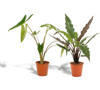 Alocasia Zebrina - ↨75Cm - Ø19Cm + Alocasia Lauterbachiana - ↨75Cm - Ø19Cm
