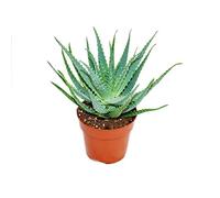 Aloe aborescens dans un pot de 19 cm