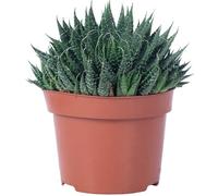 Aloe aristé - plante d'intérieur facile d'entretien, Aloe aristata 'magic rocks' - hauteur env. 20 cm, pot-Ø 12 cm
