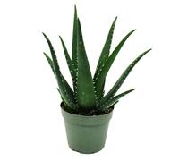 Aloe Medivera - Nouvelle culture d'aloe vera - Pot de 14 cm - Environ 30 cm de haut - Équateur