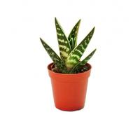 Aloe Panaché - Aloe tigré - plante de taille moyenne en pot de 8.5 cm.