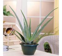 Aloe Vera - 1