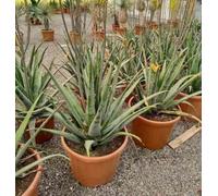 Aloe vera 25 l 80-100 cm