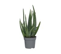Aloe vera - Aloe barbadensis - Hauteur 25-40cm - d10,5cm