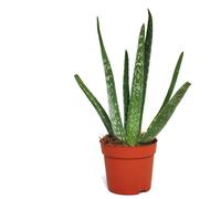 Aloe vera - ca. 2 ans - 10,5cm pot