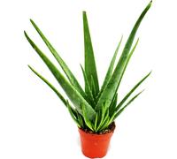 Aloe vera - ca. 4-5 ans - pot de 15cm