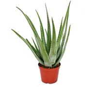 Aloe Vera - ca. 7-8 ans - pot de 21cm, grande et très vieille plante