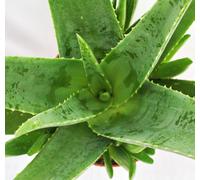 Aloe vera - env. 3 ans - pot de 12cm