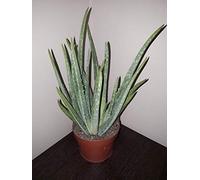 Aloe Vera Pianta 30-35cm tra Pot. 12cm Pentola Larga. Lascia 20-25cm