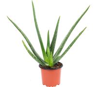 Aloe vera - plante succulente décorative et purificatrice d'air, pot de 12 cm de Ø, hauteur d'environ 35 cm