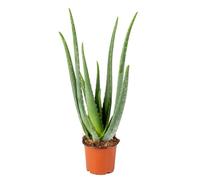 Aloe Vera - Plante succulente - Plante d'intérieur - Entretien facile - D12 cm - H35-40 cm