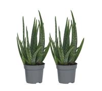 Aloe vera - Set de 2 - Aloe barbadensis - Hauteur 25-40cm - d10,5cm