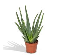 Aloe vera - Véritable aloès - Ø12cm x H40cm - Plante d'intérieur & succulente facile à entretenir - Tolérant au soleil & retenant l'eau - En pot plastique - Directement de la pépinière