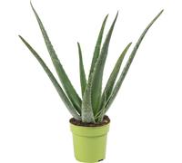 Aloès véritable - plante d'intérieur facile à entretenir, Aloe vera - hauteur env. 40 cm, pot-Ø 12 cm