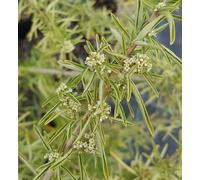 Aloysia polystachya/Verveine menthe d'Argentine/Conteneur de 2 à 2.9 litres/Aromatique/Plante pour potager/Eloigne les moustiques