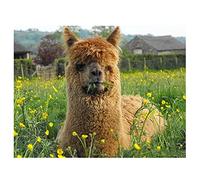 Alpaca,Wooden Jigsaw Puzzle 1000 Pieces,Adult Birthday Gift Educational Toys,50x70cm
