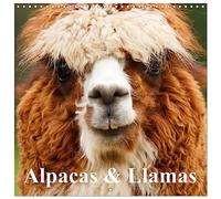 Alpacas & Llamas (Wall Calendar 2026 12 × 12 Inch) CALVENDO 12 Month Wall Calendar: Beautiful Animals of South America
