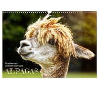 Alpagas, doudous aux coiffures sauvages (Calendrier mural 2026 DIN A3 horizontal), CALVENDO calendrier mensuel