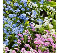 Alpine Myosotis Mélange de graines - Myosotis Alpestris