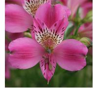 Alstrœmère Edouard, Lis des Incas