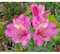 Alstroemeria x GARDEN SUMMER SAINT® 'Tessumsaint' / Lys des Incas/Conteneur de 3 à 4 litres/Vivace