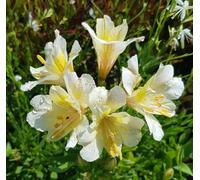 Alstroemeria x GARDEN SUMMER SKY® 'Tessumsky' / Lys des Incas/Conteneur de 3 à 4 litres/Vivace