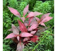 Alternanthera reineckii Red Ruby