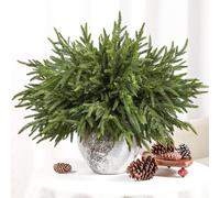Alupssuc Lot de 12 tiges de pin du Norfolk de 45,7 cm au toucher rel, branches de pin du Norfolk, tiges de verdure de Nol pour vase, bricolage,