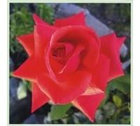 Always Remember To Kiss Me Good Night