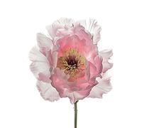 Alyson Fennell (Champagne Pink Peony 30 x 40 cm Toile Imprimée
