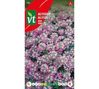 Alysse Rosie O'Day Graines - Culture facile et floraison abondante pendant tout l'été