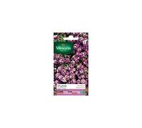 Vilmorin 5125342 Alysse Tapis Royal Violet 9 x 0,5 x 16 cm