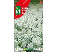Alyssum Blanc - Semences de Fleurs, floraison abondante
