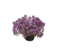 Alyssum, Lobularia maritima Princesse en violet - Pierre parfumée fleur violette dans un pot de 12 cm, qualité jardinier de Blumen Eber - 12 cm