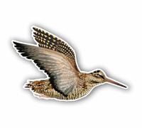 AMA SHOP Autocollant moulé Oiseau Bécasse mod.11|Convient pour casque de voiture moto|Décal|Passion Chasse