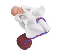 Amagogo de Bassin Humain Bébé avec de Placenta étudiants Enseignant