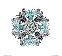 Amanda Colville (Circle of Bees 40 x 40 cm Toile Imprimée