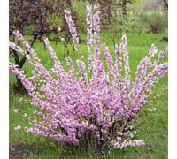 Amandier de Chine 2L - Héraut du vrai printemps