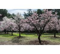 Amandiers à fleurs Prunus Triloba : x2