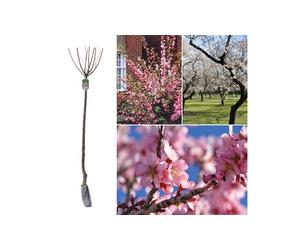 Amandiers à fleurs Prunus Triloba : x2