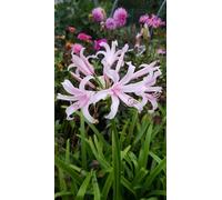 Amarine bellavida Emmanuelle/Nerine Emmanuelle/Conteneur de 1 à 1.9 litres/Vivace bulbeuse